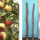 10" For Grafting No Root (10) Shanxi Li Jujube Tree Cutting/ScionWood/Scion