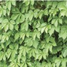 5 Bare Root Perennial Plants Virginia Creeper Vine Parthenocissus 5 Bare Root Perennial Plants Virginia Creeper Vine Parthenocissus