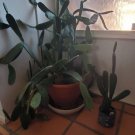 2 Fresh Pads/cuttings Nopales Spineless Thornless Edible Organic Cactus Opuntia