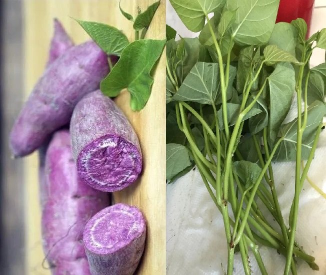 10 Cuttings - Purple Sweet potato Slips / Sweet Potato Plants Japanese ...