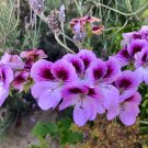 6" LIVE PLANT CUTTING STUNNING LAVENDER PURPLE PELARGONIUM FANCY REGAL GERANIUM 6" LIVE PLANT CUTTING STUNNING LAVENDER PURPLE PELARGONIUM FANCY REGAL GERANIUM