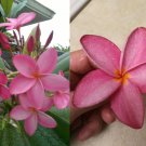 1 Unrooted Cutting Nice Thick- 12in (Key West Pink) Plumeria Frangipani. Unrooted Cutting.