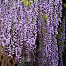10 Fresh Cuttings Japanese WISTERIA Extra Long Fragrant Purple Flowers 5 to 8 in 10 Fresh Cuttings Japanese WISTERIA Extra Long Fragrant Purple Flowers 5 to 8 in