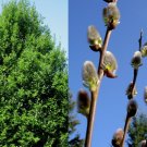 10 Cuttings Pussy Willow Tree - Cut Flower / Honey Bee / Landscape - Easy to Root
