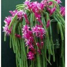 Lot 4 Cuttings Succulent Plant Pink Rat Tail Cactus Aporocactus Flagelliform Lot 4 Cuttings Succulent Plant Pink Rat Tail Cactus Aporocactus Flagelliform