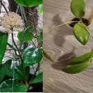 1 Rooted cutting Hoya fitchii yellow, exact plant 1 Rooted cutting Hoya fitchii yellow, exact plant