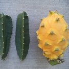 For ONE Matured Fresh Cutting 4"-5" L Yellow Dragon Fruit Palora Variety