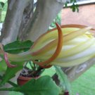 2 Cuttings 6-7 Inches Long Epiphyllum Orchid Cactus Green Goddess