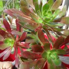 5 CUTTINGS 4"-6" length Aeonium Arboreum Succulent Cactus 5 CUTTINGS 4"-6" length Aeonium Arboreum Succulent Cactus