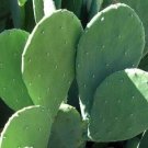 3 Pads Cactus Pads 3CUTTINGS Spineless Thornless Edible Nopales Prickly Pear