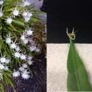 LIVE ROOTED 7-8”+ Very fragrant! HEALTHY PLANT! - Cereus Night Blooming Cactus LIVE ROOTED 7-8”+ Very fragrant! HEALTHY PLANT! - Cereus Night Blooming Cactus
