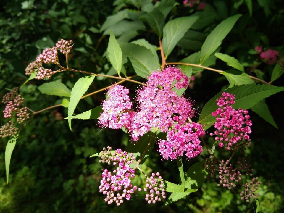 10 Cuttings Spirea Pink/Purple Live Organic Plants food farm garden ...