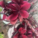 Plumeria 7 Inch Cutting Maui Dark Beauty Easy To Root