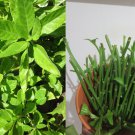 7 Fresh Cuttings Unrooted Longevity Spinach Gynura Procumbens 7 Fresh Cuttings Unrooted Longevity Spinach Gynura Procumbens