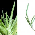 TWO Live Rooted 6"-12" Tall Aloe Plant TWO Live Rooted 6"-12" Tall Aloe Plant