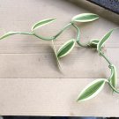 12 Cutting White Variegated Vanilla Orchid Plant
