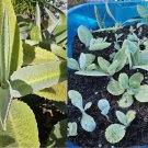 1 Rooted Live Plant 4-10" Rare Donkey Ear (Kalanchoe Gastonis-Bonnieri)