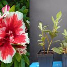 1 Starter Plant MARDI GRAS - Azalea Rhododendron Deciduous RED & WHITE BI-COLOR 1 Starter Plant MARDI GRAS - Azalea Rhododendron Deciduous RED & WHITE BI-COLOR
