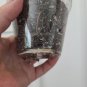 1 Burle Marx Philodendron rooted multi grow NO CUTTING Plant Green Leaf