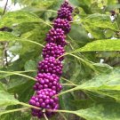 7 Cuttings No Roots Beauty Berry Bush Live Plant for You to Root Propogate 7 Cuttings No Roots Beauty Berry Bush Live Plant for You to Root Propogate