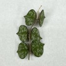 6 Leaf 3 Node Hoya Curtisii UNROOTED CUTTING Wax Plant Houseplant Speckled