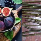 2 Cuttings - PLUS WILLOW WATER FOR ROOTING!! - Black Mission Fig 2 Cuttings - PLUS WILLOW WATER FOR ROOTING!! - Black Mission Fig