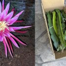 10 Red Flush,Cuttings 10-14 inches Dragon Fruit long check The Dimensions 10 Red Flush,Cuttings 10-14 inches Dragon Fruit long check The Dimensions