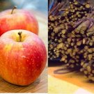 3 Grafting 10-12inch - RED BUTTERSCOTCH Apple Fruit Tree Scion / Cutting /Rooting 3 Grafting 10-12inch - RED BUTTERSCOTCH Apple Fruit Tree Scion / Cutting /Rooting