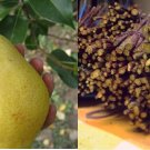 4 Grafting 10-12 INCHES - KIEFFER PEAR Fruit Tree Scion / Cutting / Rooting