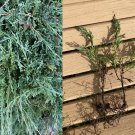 10 Starter Plants- Hardy Rooted Cuttings - Blue Rug Spreading Juniper 10 Starter Plants- Hardy Rooted Cuttings - Blue Rug Spreading Juniper