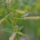 Lot of 5 | 12" | Black Willow Cuttings | Salix nigra | FRESH | Native Lot of 5 | 12" | Black Willow Cuttings | Salix nigra | FRESH | Native