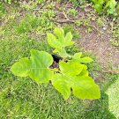 Starter Live Plant - Texas Everbearing Fig Tree