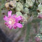 2 CUTTINGS 6 TO 9 INCHES OPUNTIA FULGIDA CACTUS