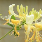 6 plants (Lonicera) - Honeysuckle - approx. 8 to 10 in.