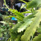 RARE & UNIQUE PLANT CUTTINGS 5-6" LIPISMIUM HOULLETINAUM RARE & UNIQUE PLANT CUTTINGS 5-6" LIPISMIUM HOULLETINAUM