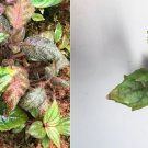 Cutting with 4+ leaves Nautilocalyx Forgetii , terrarium vivarium plant Cutting with 4+ leaves Nautilocalyx Forgetii , terrarium vivarium plant
