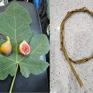 10 Cuttings - Smith Fig - PLUS WILLOW WATER FOR ROOTING!! 10 Cuttings - Smith Fig - PLUS WILLOW WATER FOR ROOTING!!