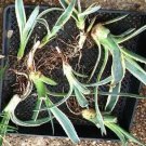Starter plants - Bulk lot of 10 Variegated Agave baby/pup - ships Bare Root