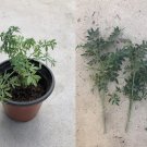 3 Fresh Cutting Common Rue Ruta Graveolens Herb of Grace Ready To Plant