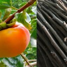 10 Cuttings of Persimmon Tree Make Your Own Plants! Fast Ship! Ready To Root