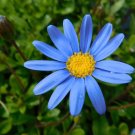10 cuttings Felicia Blue Daisy for rooting Kingfisher plus packet of 100 seeds 10 cuttings Felicia Blue Daisy for rooting Kingfisher plus packet of 100 seeds