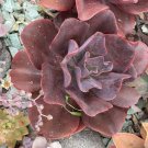 Live Plant 6” Bare Rooted Rare Echeveria Red Prince Live Plant 6” Bare Rooted Rare Echeveria Red Prince