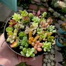 30 cutting suculent mini colorful 30 cutting suculent mini colorful