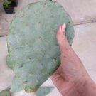 pear cactus pads / cuttings (opuntia) Spineless thornless prickly