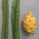 Fresh Cutting For One Pc 8"-10" H Yellow Dragon Fruit Palora Variety Matured