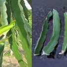 2 CUTTINGS (12 Inch) DRAGON Fruit Vietnamese White Flesh Pitaya Plant 2 CUTTINGS (12 Inch) DRAGON Fruit Vietnamese White Flesh Pitaya Plant