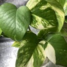6 Cuttings House Plant- Pothos-Devils Ivy Cuttings-4”-9”- Healthy Plant Cuttings 6 Cuttings House Plant- Pothos-Devils Ivy Cuttings-4”-9”- Healthy Plant Cuttings