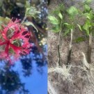 1 Plant Cutting Hibiscus Chinese Lantern With Roots 1 Plant Cutting Hibiscus Chinese Lantern With Roots