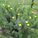 1 Cutting Opuntia Red Fruit Prickly Pear Bald Cactus Pad tuna cacanapa Ellisiana
