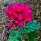 1 FRESH LIVE PLANT 6" CUTTING HOT PINK ORANGE CENTERS PELARGONIUM ZONAL GERANIUM